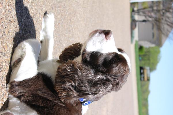/Images/uploads/Warrick Parks Foundation/pippero-pup-park/entries/26637thumb.jpg